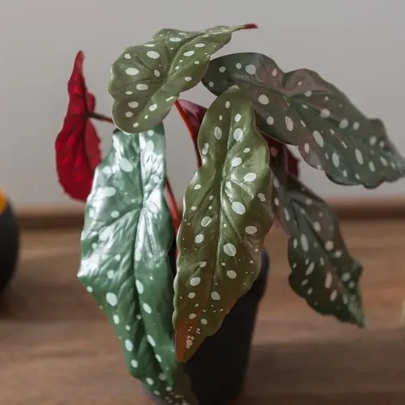 Artificial Begonia Plant - Green, Plastic Pot