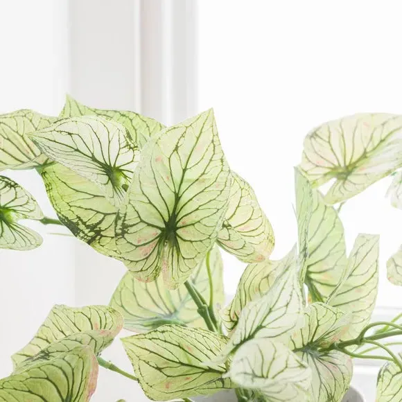 Artificial Caladium Plant - Green, Plastic Pot