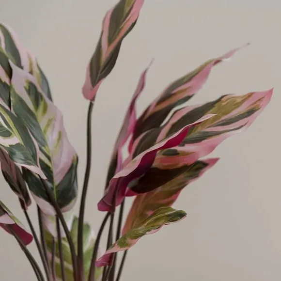Artificial Calathea Plant - Purple, Ceramic Pot