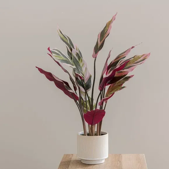 Artificial Calathea Plant - Purple, Ceramic Pot