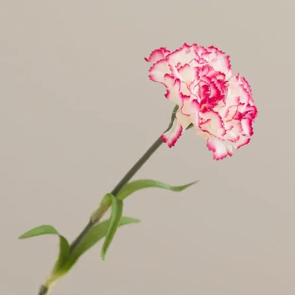 Artificial Carnation Stem - Pink