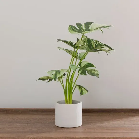 Artificial Cheese Plant - Green, White Cement Pot