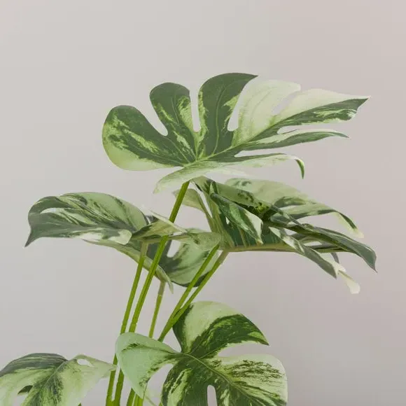 Artificial Cheese Plant - Green, White Cement Pot
