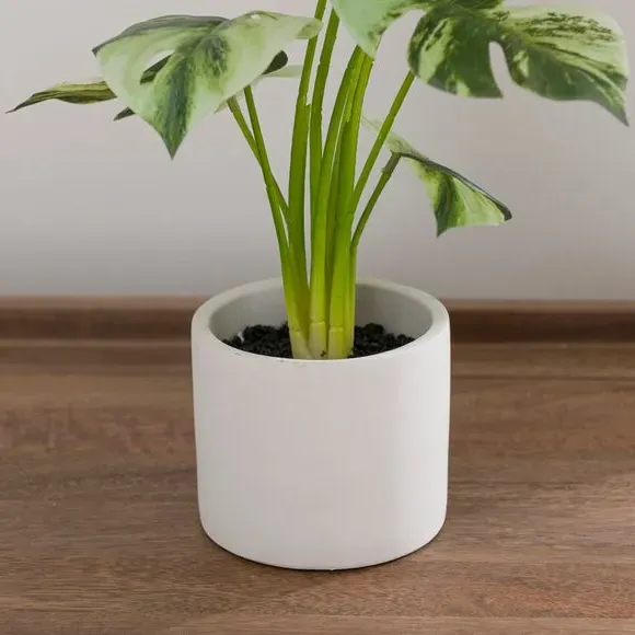 Artificial Cheese Plant - Green, White Cement Pot