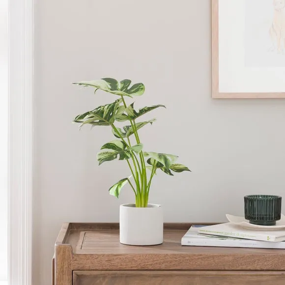 Artificial Cheese Plant - Green, White Cement Pot image