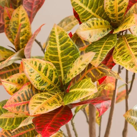 Artificial Croton Tree - Red, Terracotta Pot