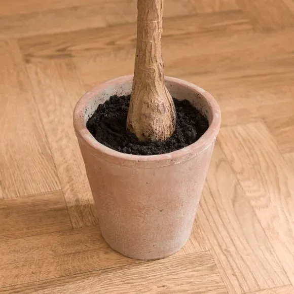 Artificial Croton Tree - Red, Terracotta Pot