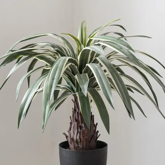 Artificial Dracaena Plant - Green, Black Pot