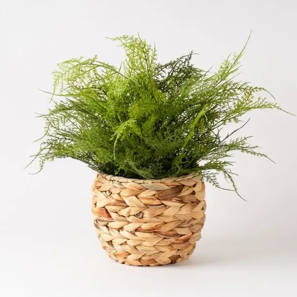 Artificial Fern in Woven Basket - Green
