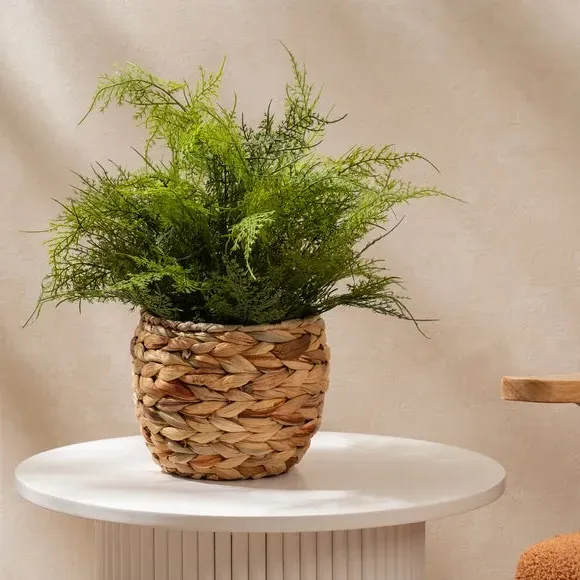 Artificial Fern in Woven Basket - Green image