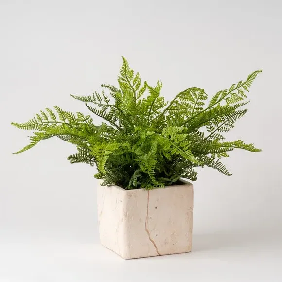 Artificial Fern Plant - Green, Cement Pot