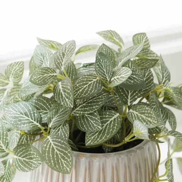 Artificial Fittonia Plant - Green, Ceramic Pot