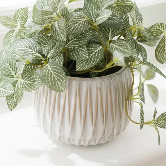 Artificial Fittonia Plant - Green, Ceramic Pot