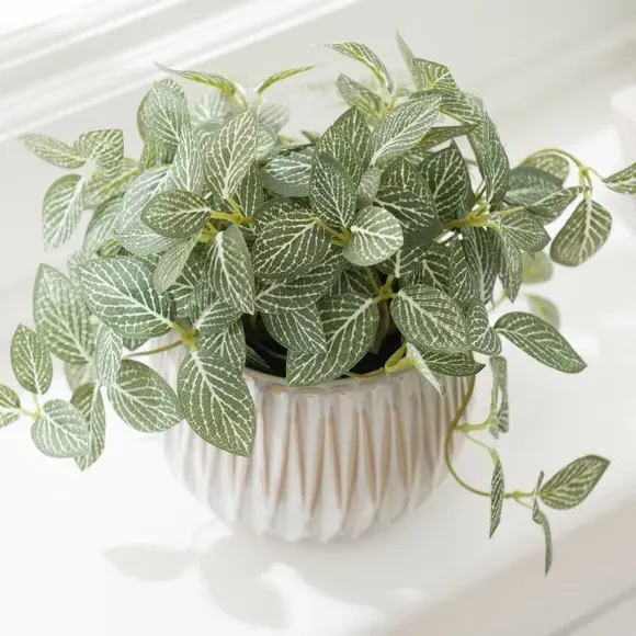 Artificial Fittonia Plant - Green, Ceramic Pot
