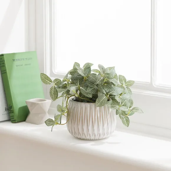 Artificial Fittonia Plant - Green, Ceramic Pot image