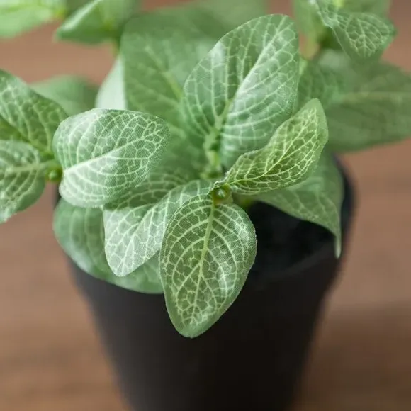 Artificial Fittonia Plant - Green, Plastic Pot