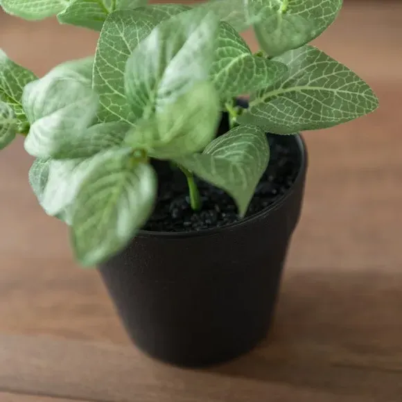 Artificial Fittonia Plant - Green, Plastic Pot