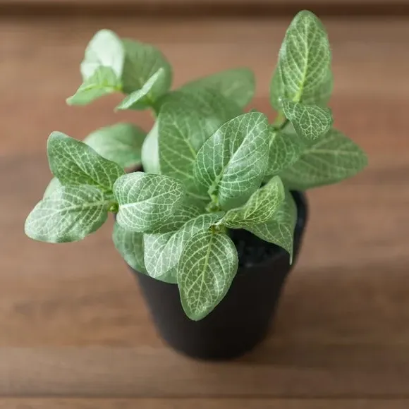 Artificial Fittonia Plant - Green, Plastic Pot