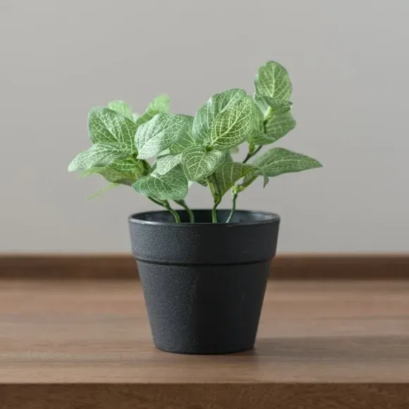 Artificial Fittonia Plant - Green, Plastic Pot