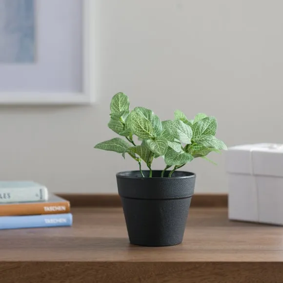 Artificial Fittonia Plant - Green, Plastic Pot image