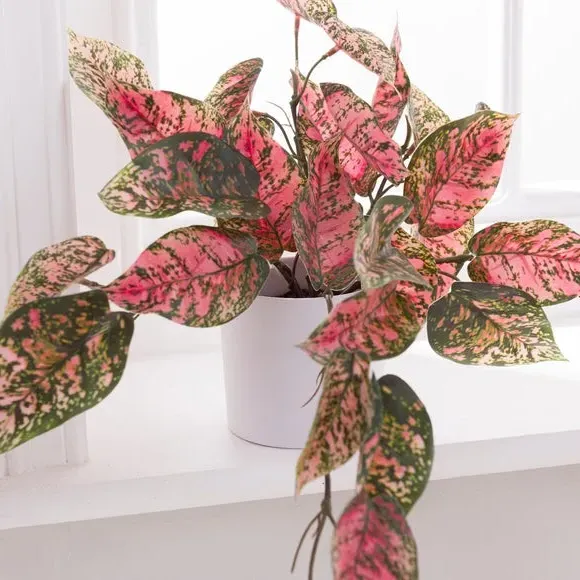 Artificial Hypoestes Plant - Pink, Plastic Pot