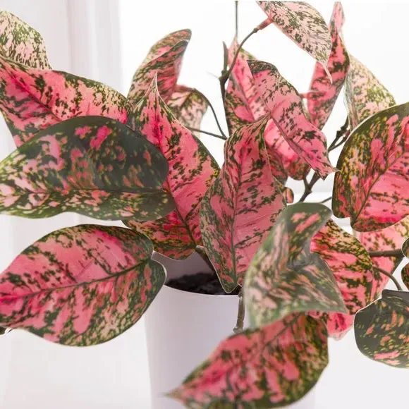 Artificial Hypoestes Plant - Pink, Plastic Pot