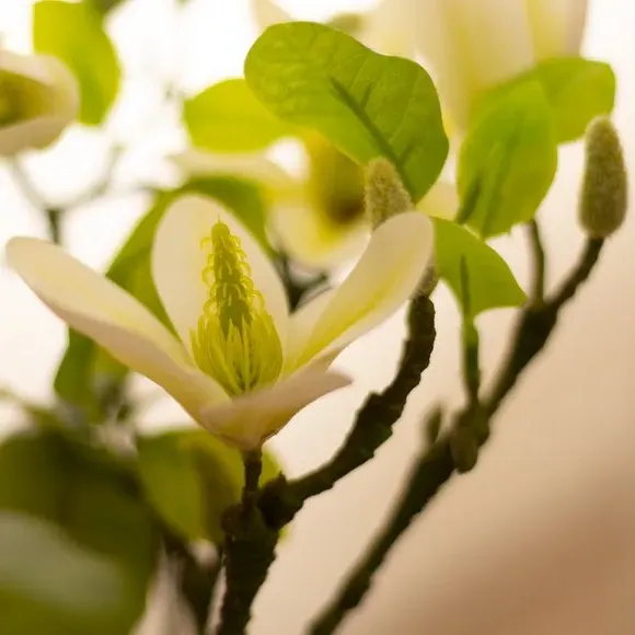 Artificial Magnolia Tree - Cream, Black Pot