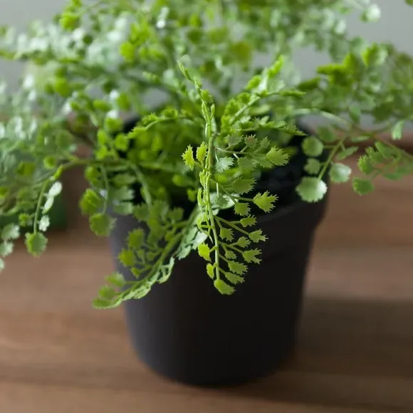Artificial Maidenhair Fern - Green, Plastic Pot