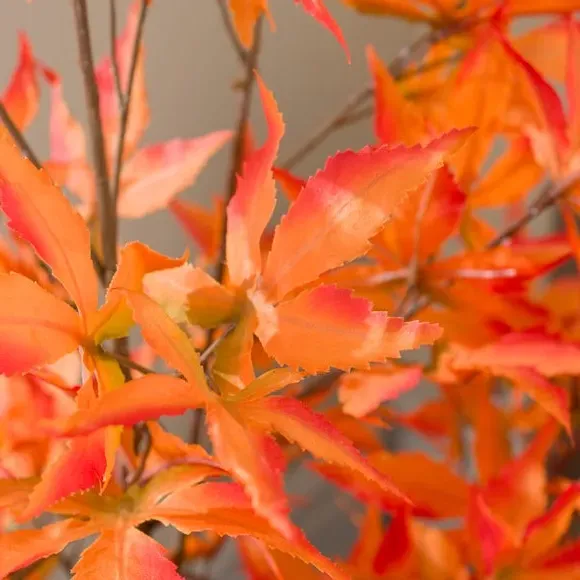 Artificial Maple Tree - Orange, Terracotta Pot