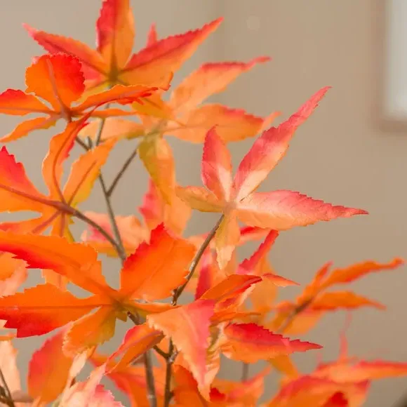 Artificial Maple Tree - Orange, Terracotta Pot
