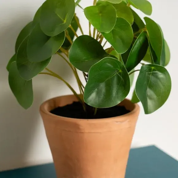 Artificial Money Plant - Terracotta, Ceramic