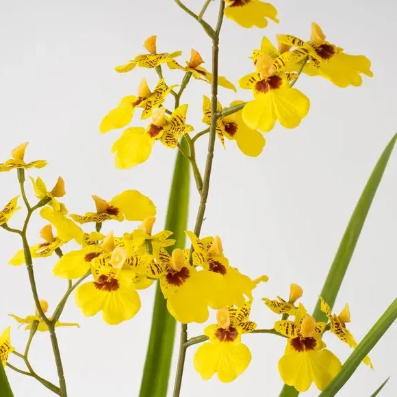 Artificial Orchid Spray with Pot - Yellow, Cement