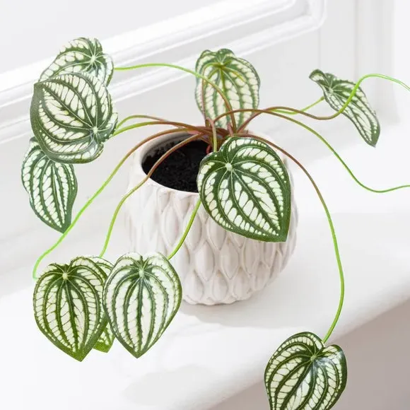 Artificial Peperomia Plant - Cream, Ceramic Pot