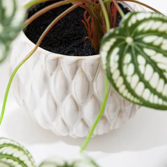 Artificial Peperomia Plant - Cream, Ceramic Pot