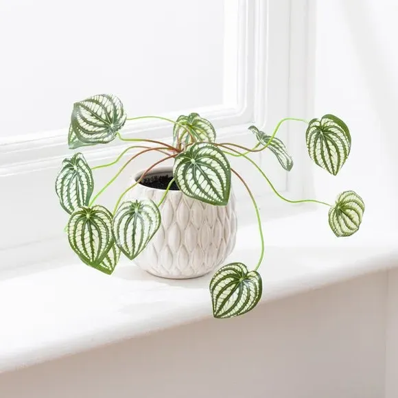 Artificial Peperomia Plant - Cream, Ceramic Pot