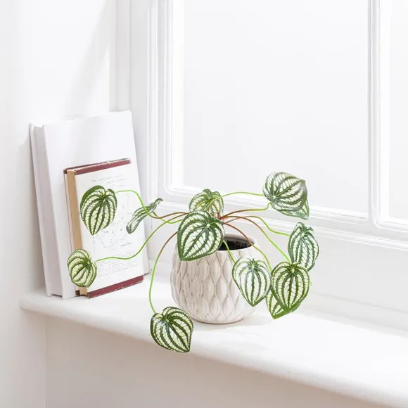 Artificial Peperomia Plant - Cream, Ceramic Pot image