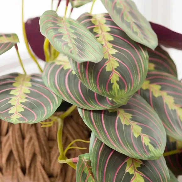 Artificial Prayer Plant with Woven Pot - Natural