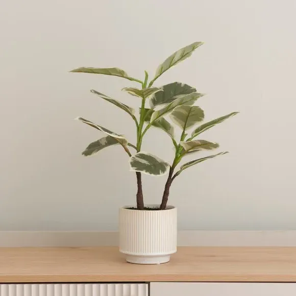 Artificial Rubber Plant - Green, Ceramic Pot