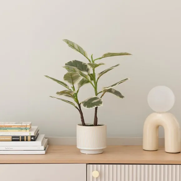 Artificial Rubber Plant - Green, Ceramic Pot image
