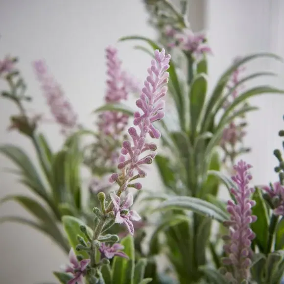 Artificial Salvia Plant - Grey, Cement Pot