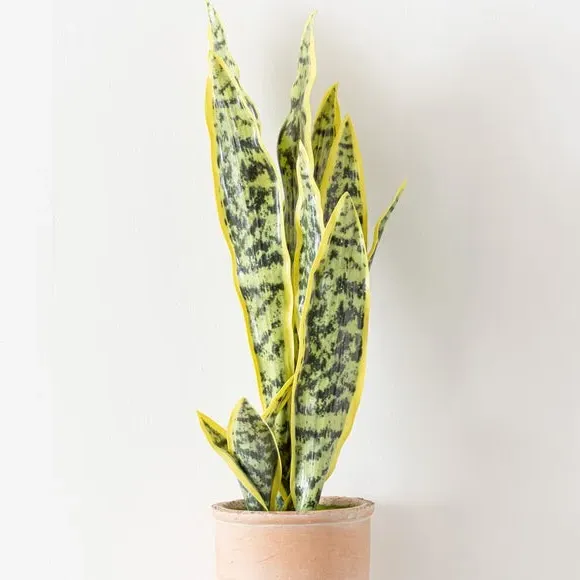 Artificial Sansevieria Plant - Green, Terracotta