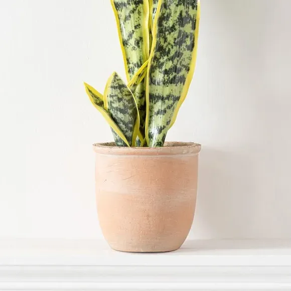 Artificial Sansevieria Plant - Green, Terracotta