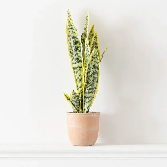Artificial Sansevieria Plant - Green, Terracotta