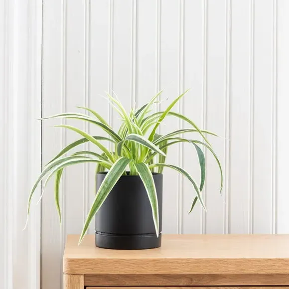 Artificial Spider Plant - Green, Cement Pot