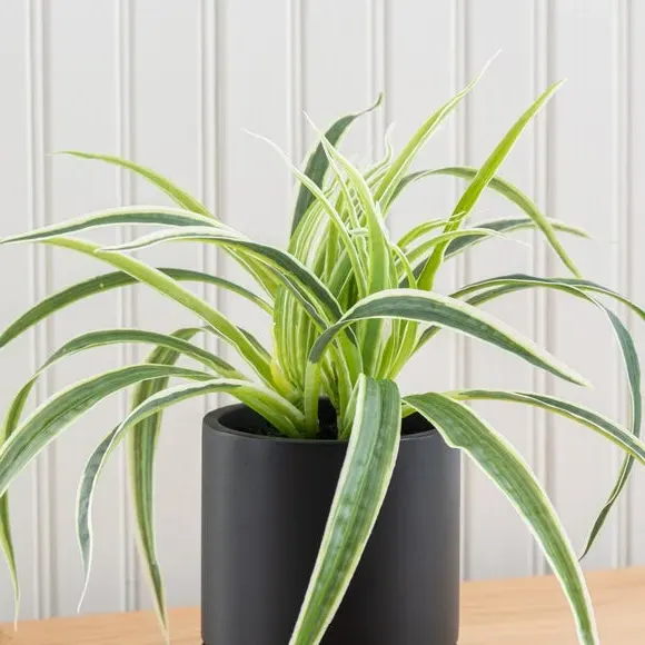 Artificial Spider Plant - Green, Cement Pot