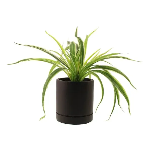 Artificial Spider Plant - Green, Cement Pot