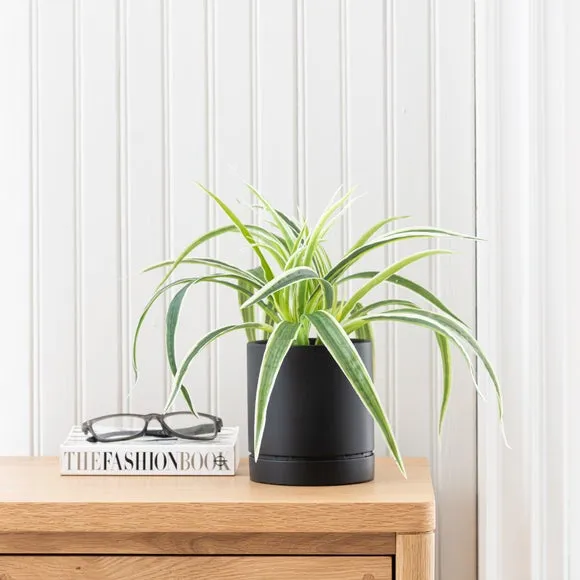 Artificial Spider Plant - Green, Cement Pot image