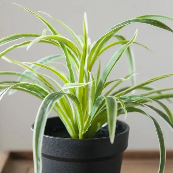Artificial Spider Plant with Pot - Green, Plastic