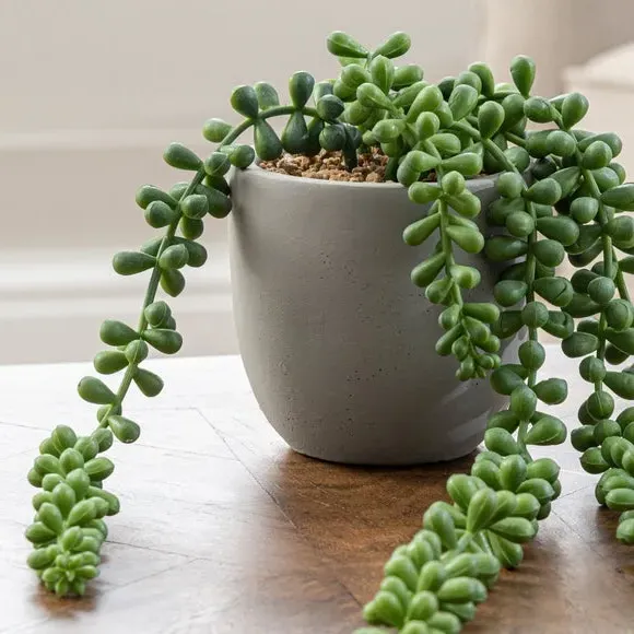Artificial String of Pearls - Green, Cement Pot