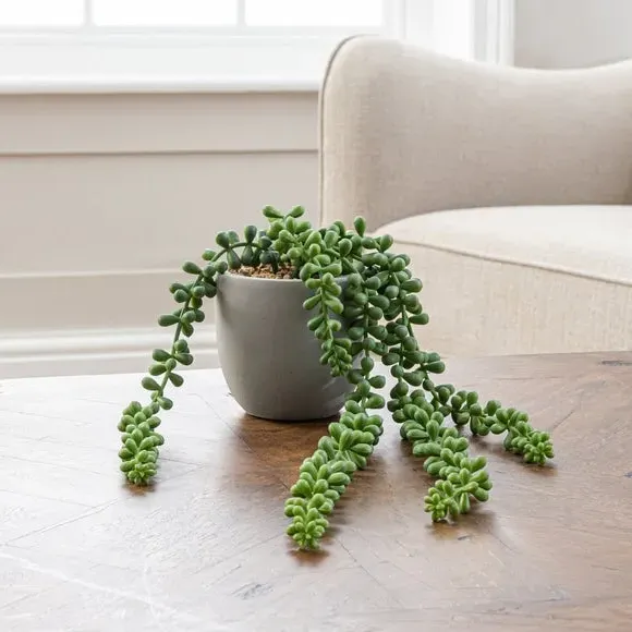 Artificial String of Pearls - Green, Cement Pot image